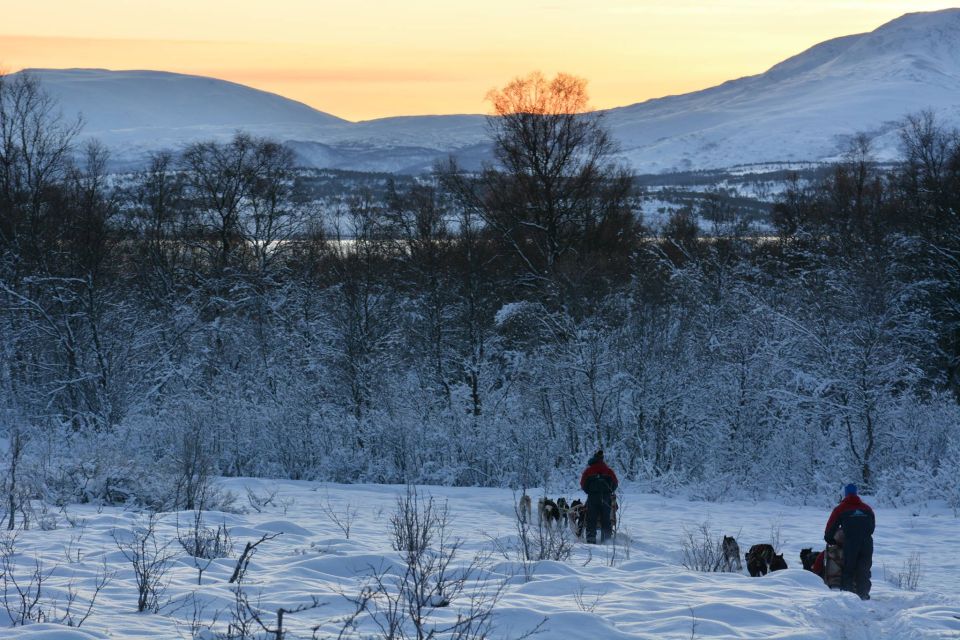 Tromsø: Self-Drive Husky Dog Sledding Adventure - Frequently Asked Questions