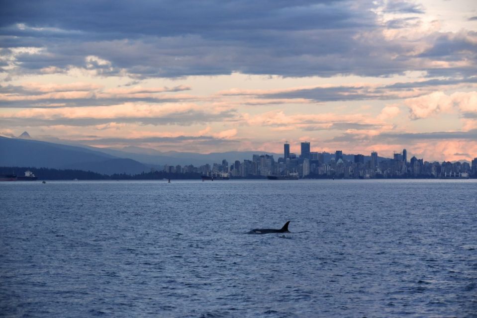 Vancouver, BC: Whale Watching Tour - Frequently Asked Questions