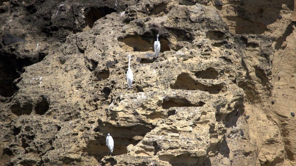 Vila Franca Islet: Off-coast Nature Reserve Tour - Frequently Asked Questions