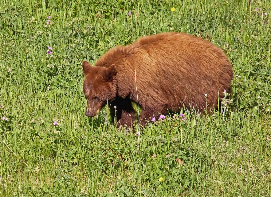 Yellowstone: Bespoke Photo Tour - Winter - Frequently Asked Questions