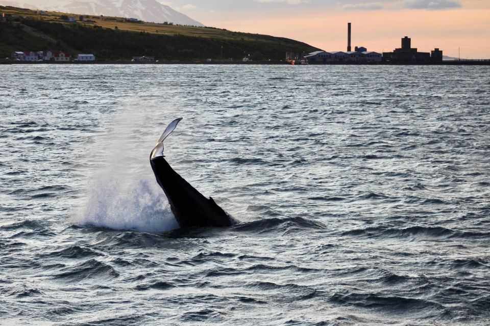 Akureyri: Whale Watching in the Midnight Sun - Key Points