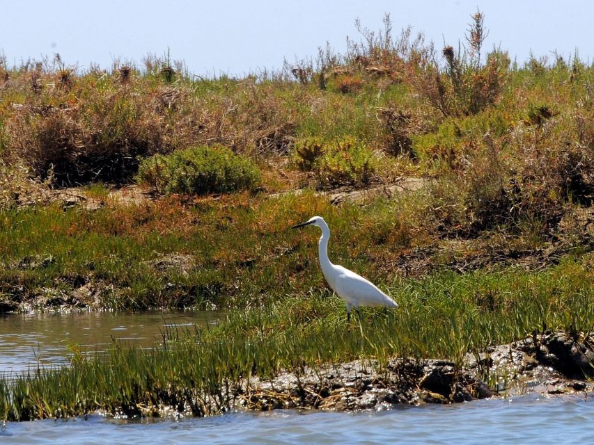 Algarve: 2-Hour Ria Formosa Kayak Tour From Faro - Key Points