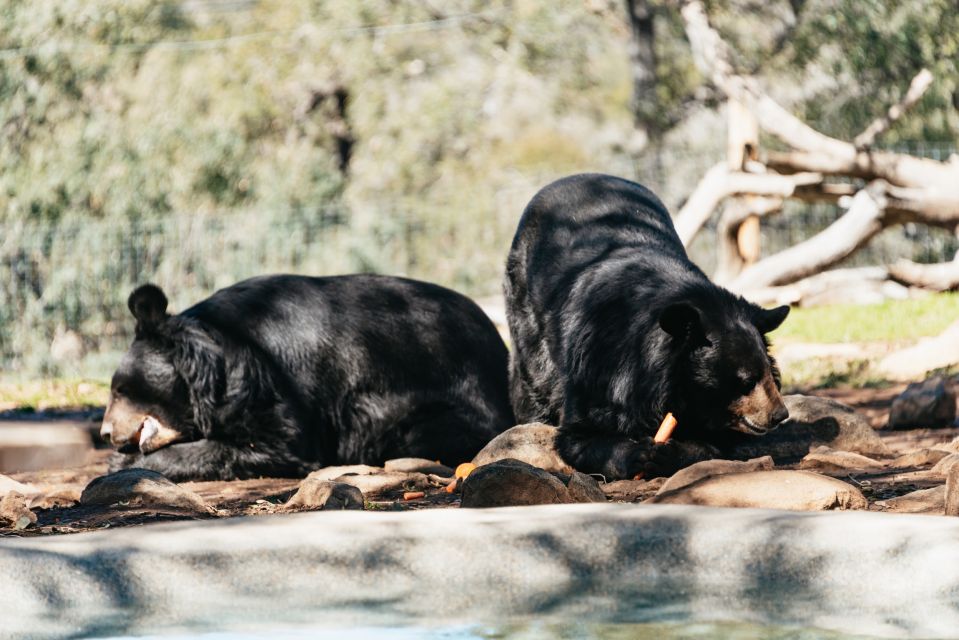 Alpine: Lions Tigers & Bears Sanctuary Visit and Tour - Key Points