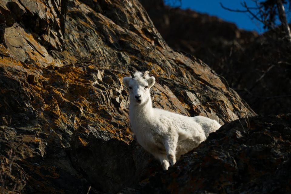 Anchorage: Turnagain Arm Highlights Photography Day Trip - Key Points