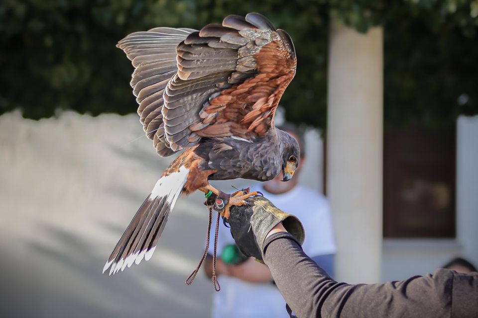 Armação De Pêra/Albufeira: Hawk Walk With a Harris Hawk - Key Points