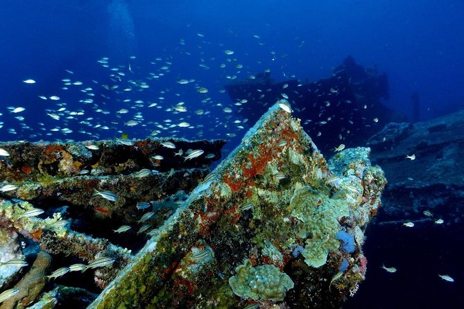 Aruba Afternoon Snorkel Sail Aboard Palm Pleasure Catamaran - Key Points