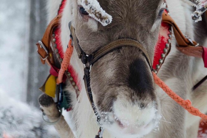 Authentic Reindeer Farm Experience in Rovaniemi - Key Points