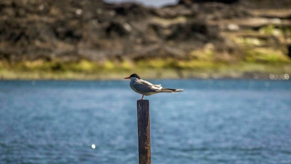 Azores Marine Birdwatching Expedition - Key Points