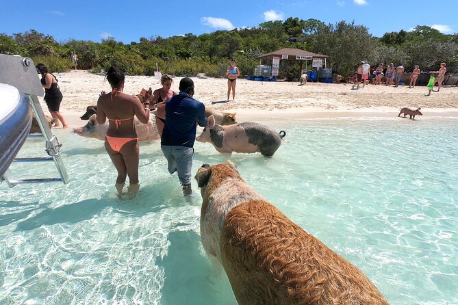 Bahamas Swimming Pigs Full Day Exuma Boat Tour - Highlights of the Exuma Boat Tour