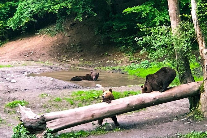 Bear Watching in the Wild From Brasov - Overview of the Bear Watching Tour