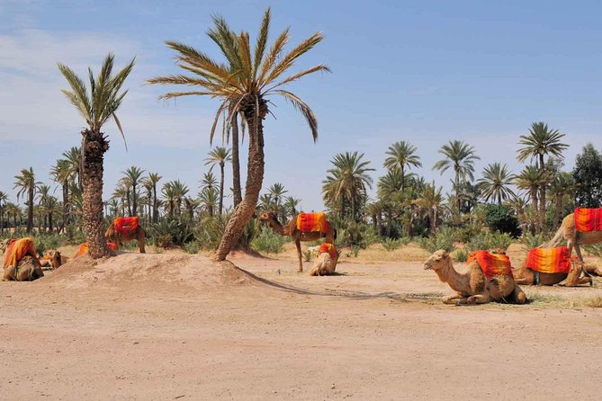 Best Sunset Camel Ride With Tea Break in Palm Grove of Marrakech - Key Points