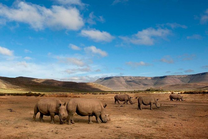 Big 5 Safari One Day Tour - Inclusions and Amenities