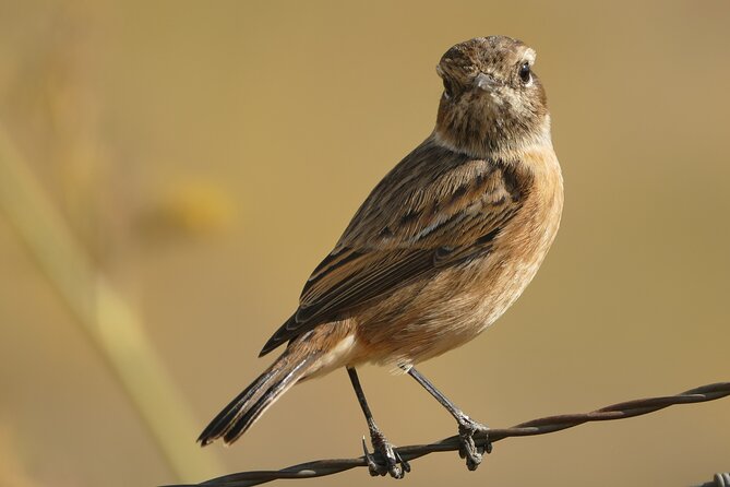 Birding Costa Del Sol Day Tour - Tour Overview