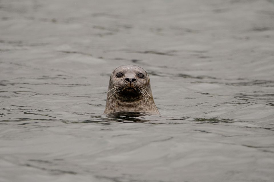 Bleik: Whale Watching by Speedboat With Puffins and Muffins - Key Points