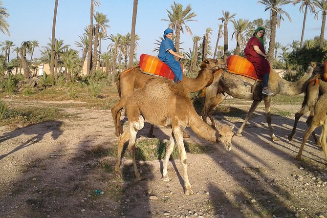 Camel Ride at Sunset in Marrakech Palm Grove - Overview of the Activity