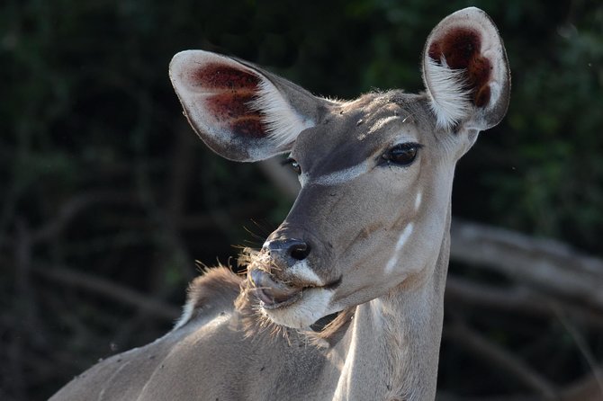 Chobe National Park Game Drive, Botswana - Key Points