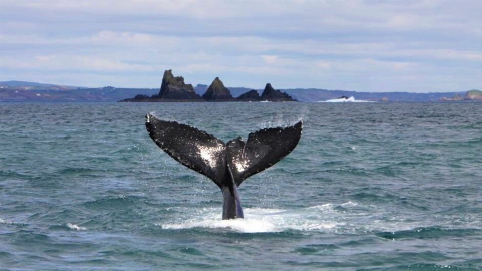 Cork: Fastnet Rock Lighthouse and Cape Clear Island Tour - Key Points