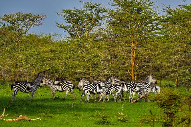 Day Safari Tour to Selous Game Reserve From Zanzibar - Key Points