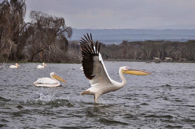 Day Tour To Lake Nakuru Park With Optional Boat Ride on Lake Naivasha - Key Points