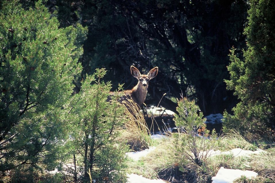 Diamondback Gulch: 2.5-Hour 4x4 Tour From Sedona - Key Points