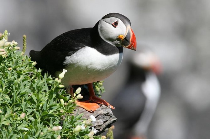 Dingle Boat Tours Wildlife RIB Adventure - Tour Overview