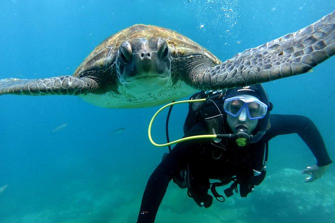 Discover Scuba Diving Experience in Turtle Habitat - Scuba Diving in Tenerife