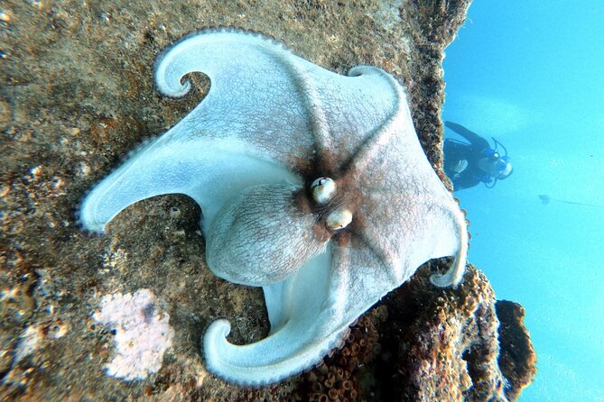 Discover Scubadiving on Aruba'S Reef - Overview of Scuba Diving