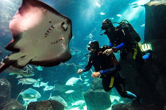 Diving in the Madeira Aquarium - Key Points