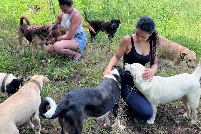 Dog Lovers Guided Tour of the Happy Tails Sanctuary - Key Points