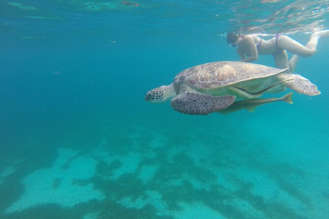 Dolphins, Coral Reefs, Caribbean Coast - Overview of the Experience