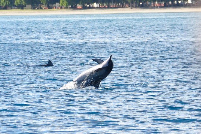 Dolphins Encounter and Whale Watching - Key Points