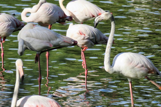 Doñana National Park and El Rocío: Guided Tour From Seville - Key Points