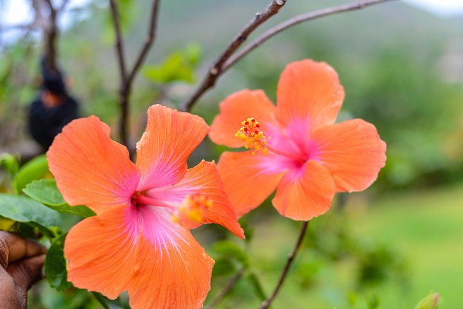 Essence of St Lucia Heritage Experience - Tour Overview