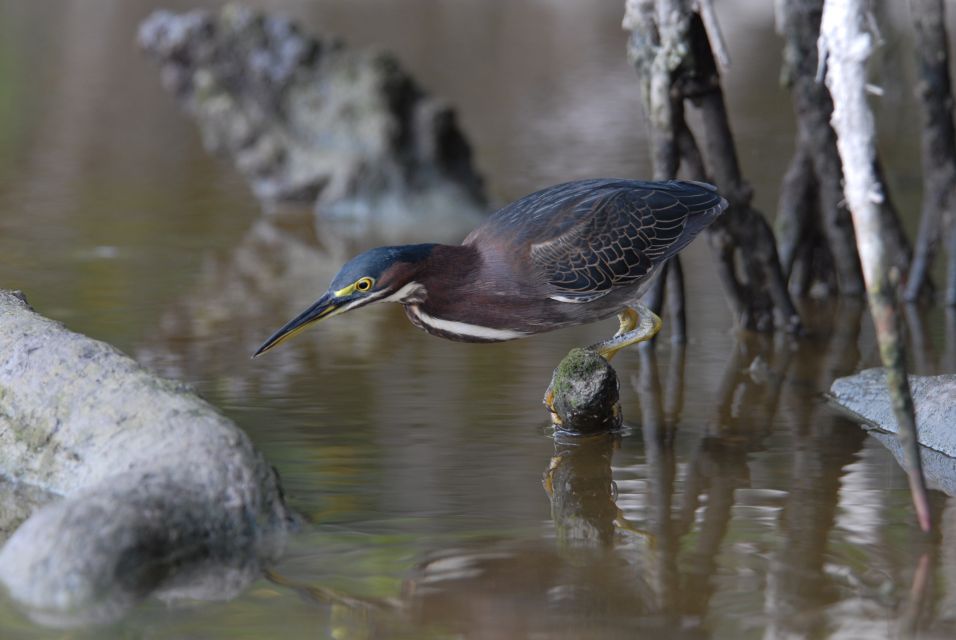 Everglades National Park: Private 2.5-Hour Photo Safari - Key Points