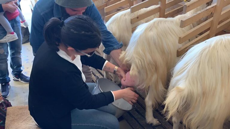 Experience With Girgentan Goats In Agrigento Exploring Sicani Mountains