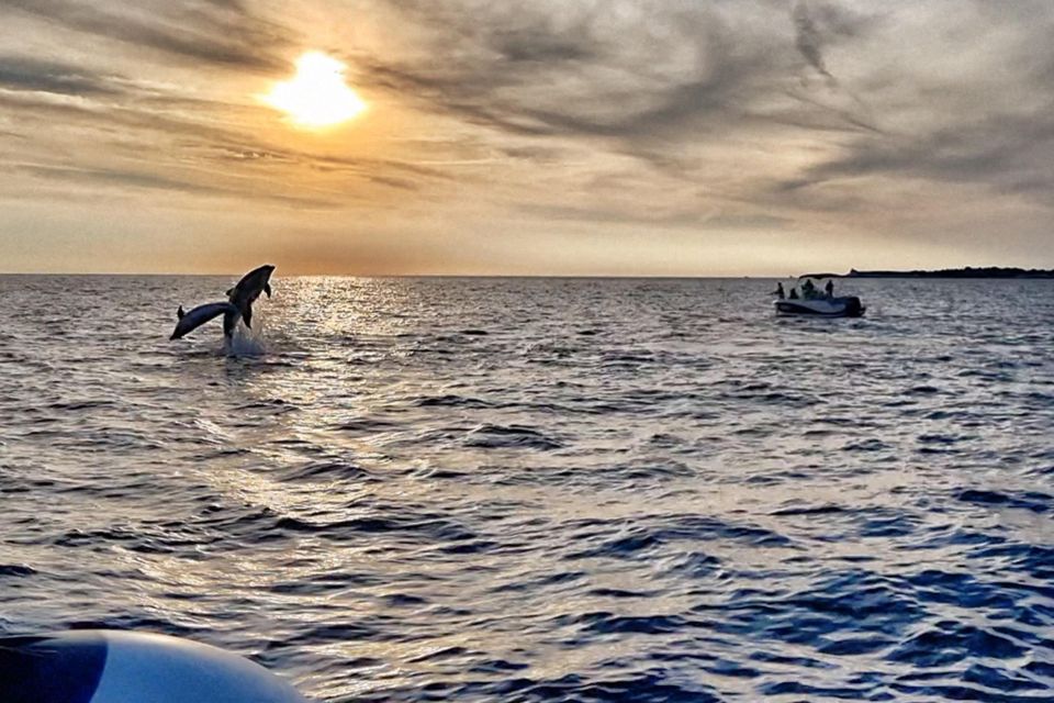 Fazana: Guided Dolphin Watching Sightseeing Cruise at Sunset - Key Points