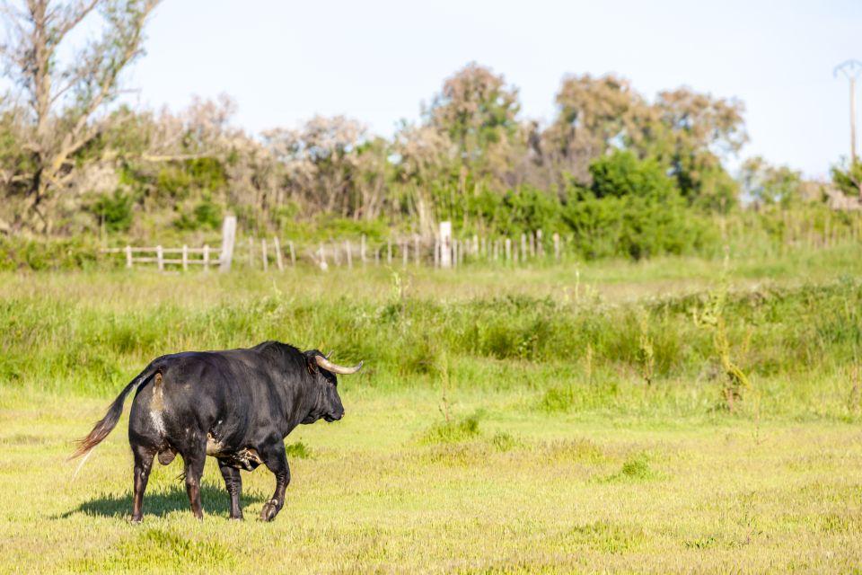 From Arles: Half-Day 4x4 Camargue Safari - Key Points