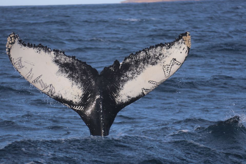 From Dalvik: Arctic Whale Watching in Northern Iceland - Key Points