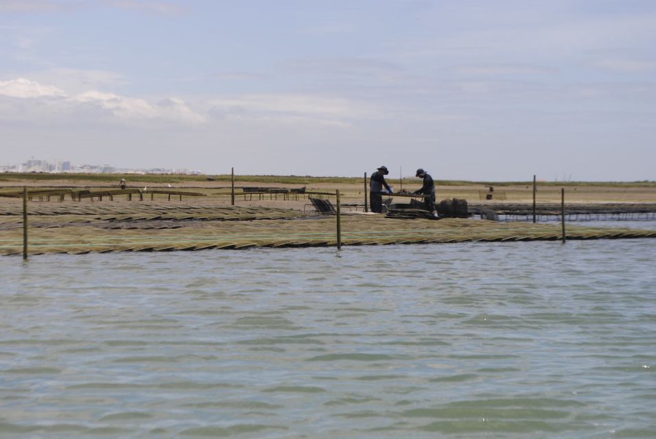 From Faro: 2-Hour Guided Bird Watching Boat Trip - Key Points