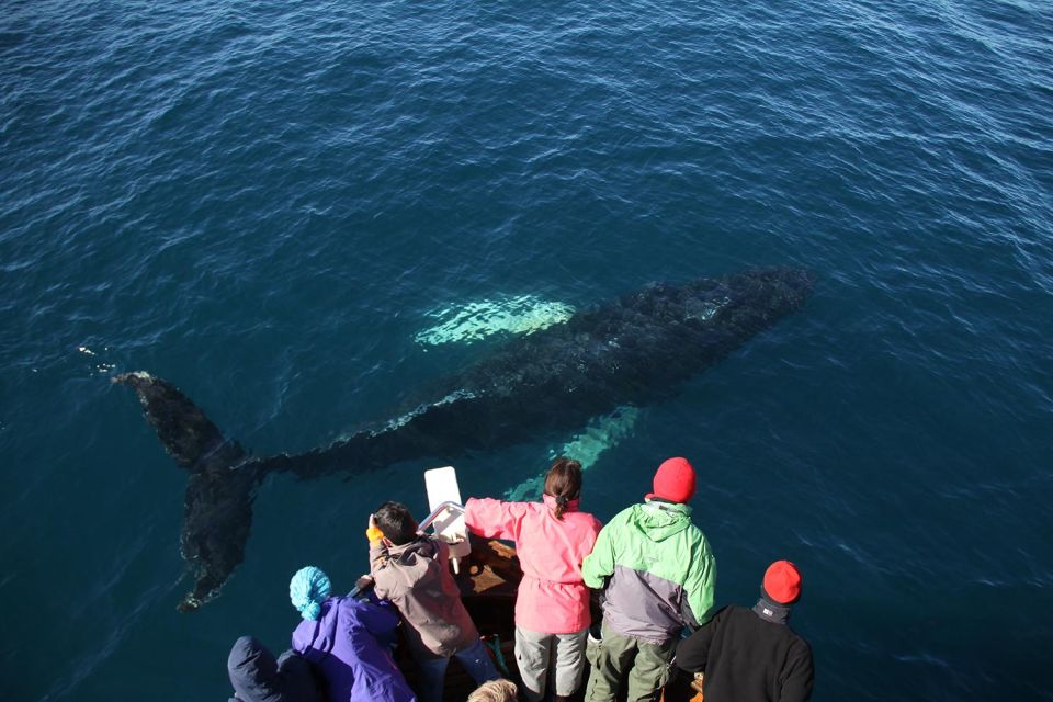 From Húsavík: Traditional Whale Watching Tour - Key Points