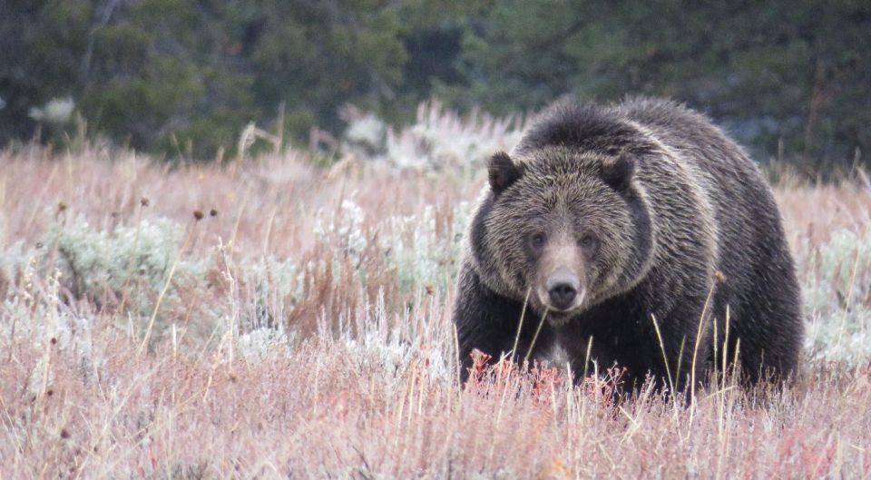 From Jackson Hole: Grand Teton National Park Sunrise Tour - Key Points