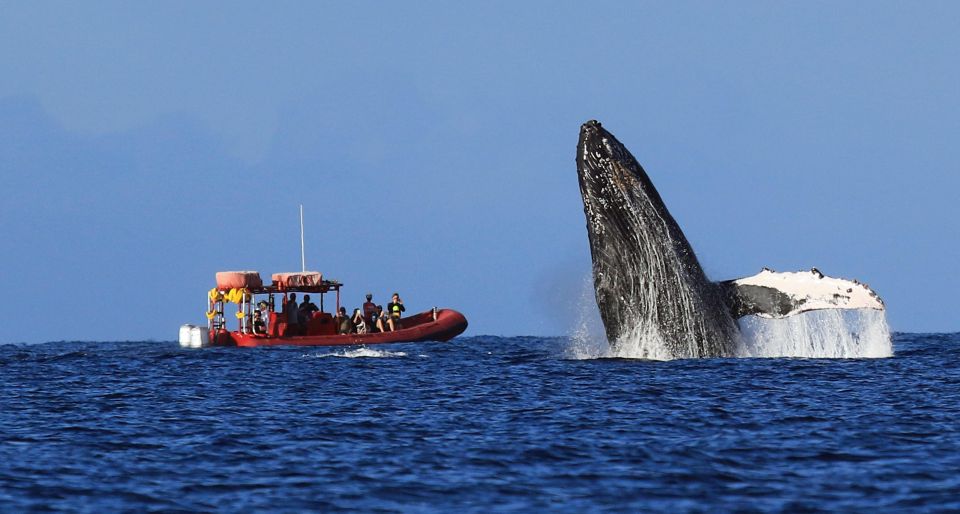 From Kihei: Guided Humpback Whale Migration Cruise - Key Points