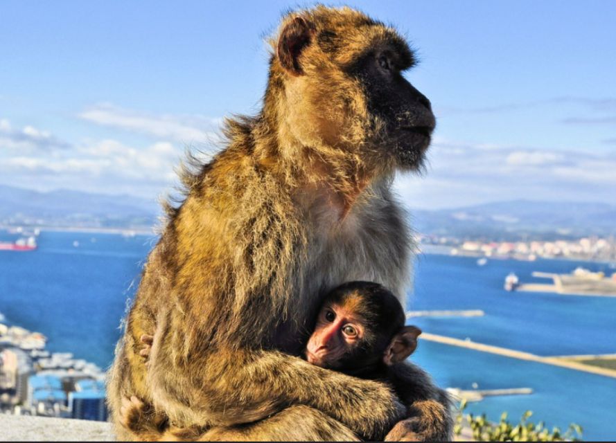 From Malaga: Private Gibraltar Highlights Day Trip - Key Points