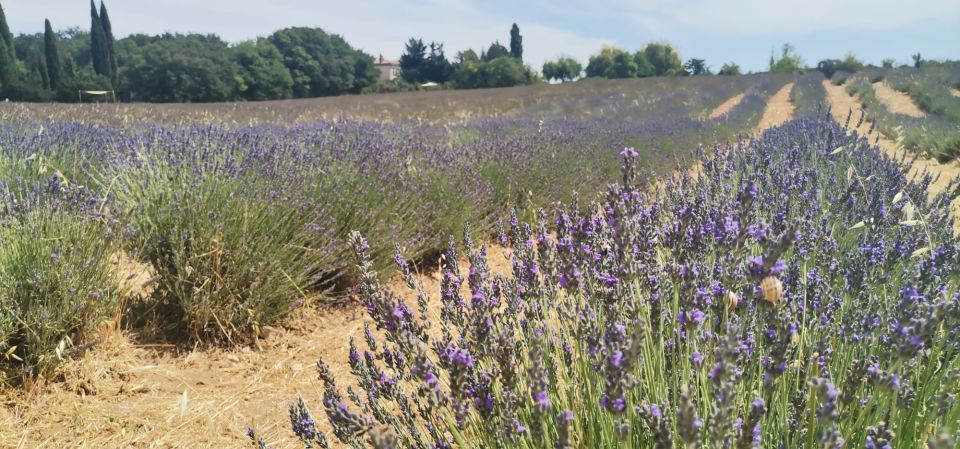 From Marseille: Customizable Private Day Tour of Provence - Key Points