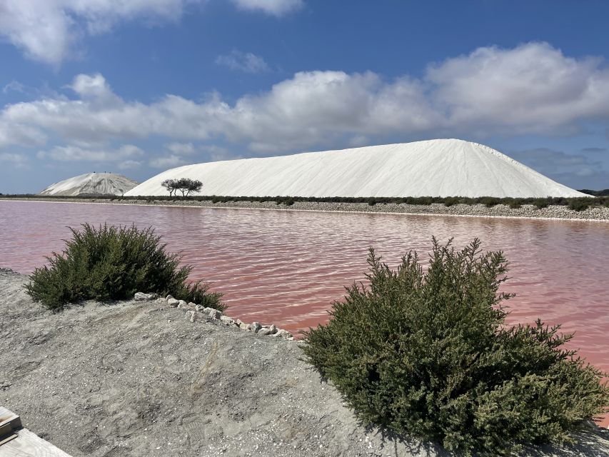 From Montpellier: Camargue and Salt Marshes Guided Tour - Key Points