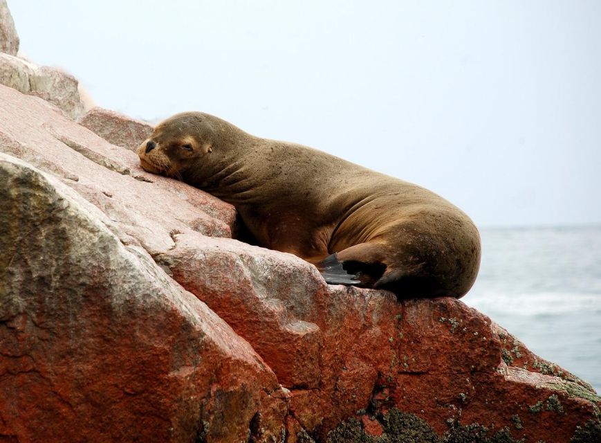 From Paracas: Ballestas Island Marine Wildlife Watching - Key Points