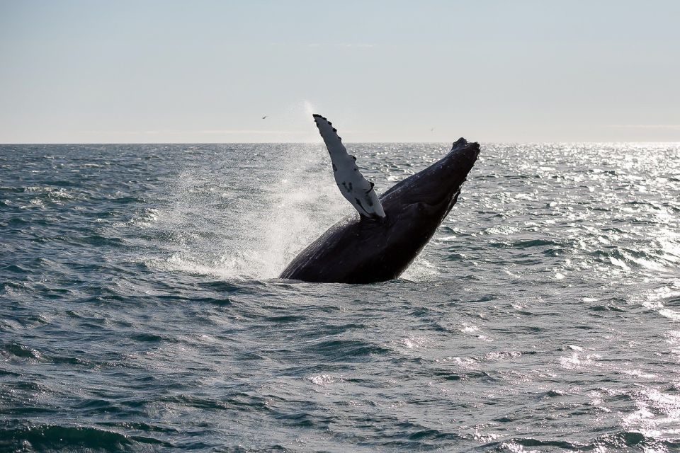 From Reykjavik: Whale Watching Tour - Key Points