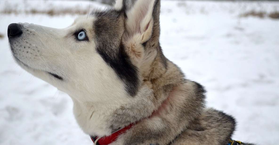 From Rovaniemi: 5km Husky Sled Ride - Key Points