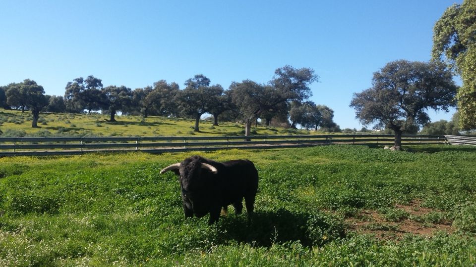 From Seville: Half-Day Bull Breeding Farm Tour - Key Points