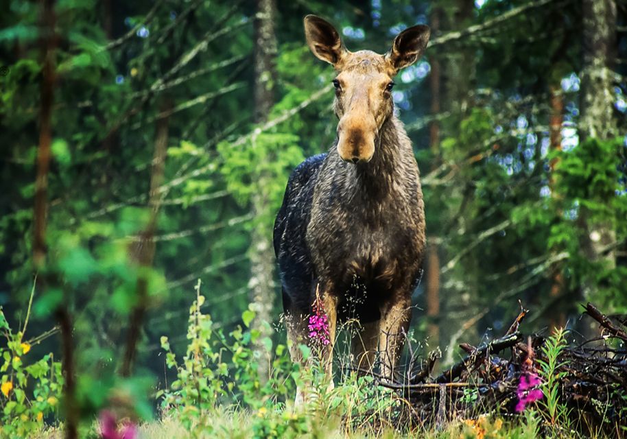 From Stockholm: Wildlife Safari With Campfire Dinner - Key Points